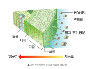 식물뿌리